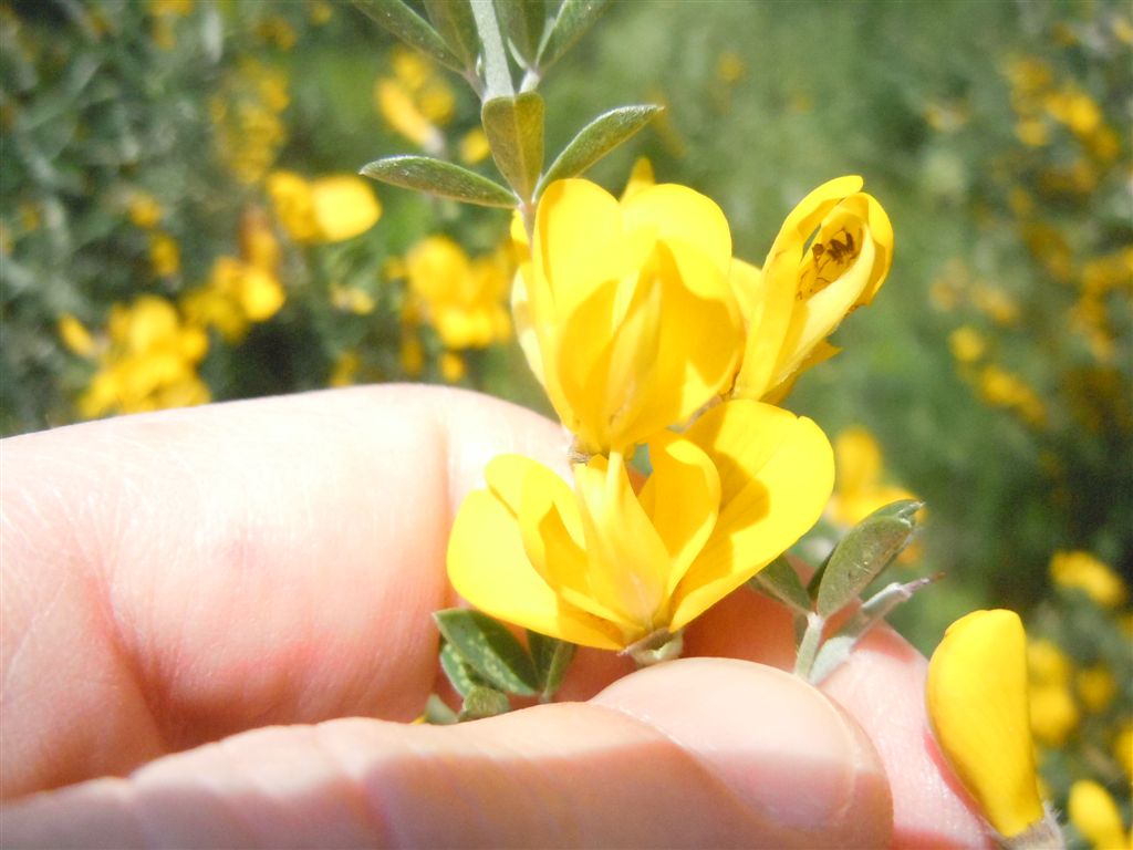 Calicotome villosa / Sparzio villoso